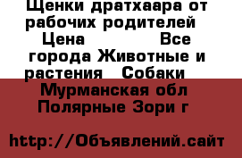 Щенки дратхаара от рабочих родителей › Цена ­ 22 000 - Все города Животные и растения » Собаки   . Мурманская обл.,Полярные Зори г.